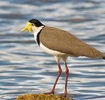 Masked Lapwing