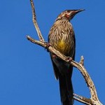 Red Wattlebird