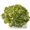 Green Oakleaf Lettuce