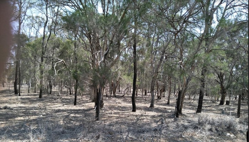 Australian Trees After Bushfire
